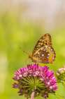 Great spangled fritillary on purple milkweed, Marion County, Illinois. Art Print